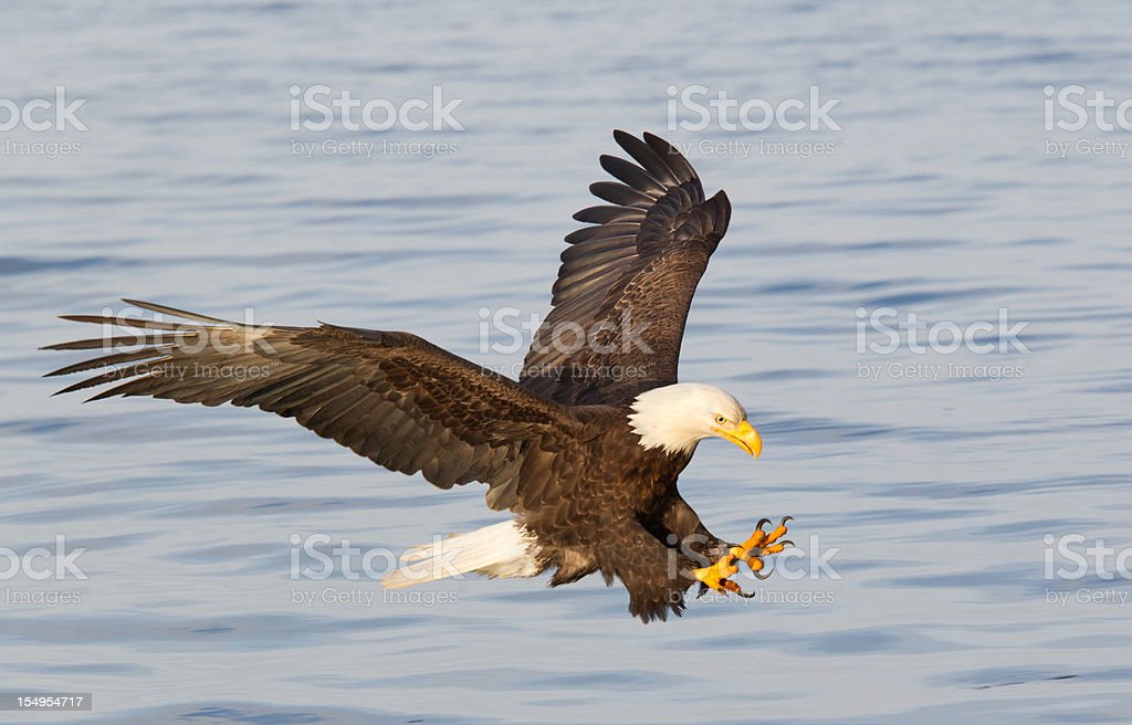 Detail Eagle Pictures Download Nomer 51