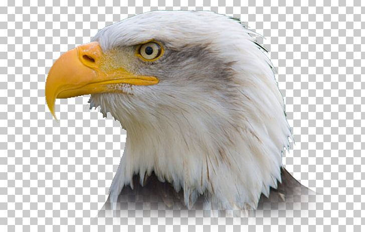 Detail Eagle Png Image Nomer 14