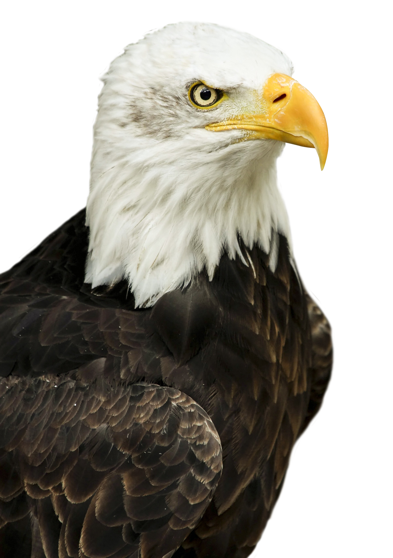 Detail Eagle Png Image Nomer 40