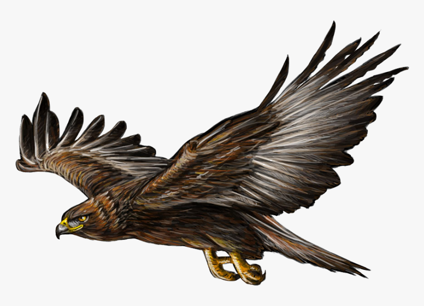 Detail Eagle Soaring Png Nomer 32