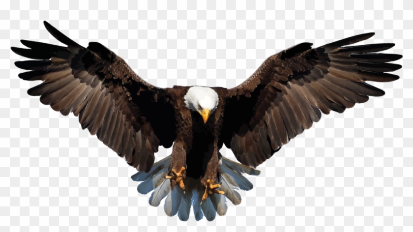 Eagle Transparent Background - KibrisPDR