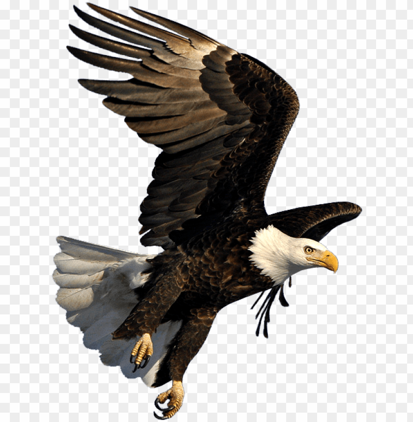 Detail Eagle Transparent Background Nomer 11