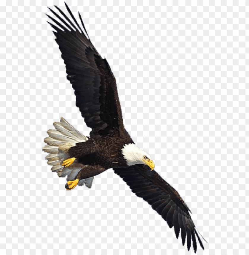 Detail Eagle Transparent Background Nomer 12