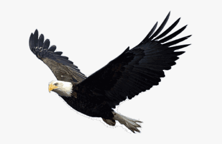 Detail Eagle Transparent Background Nomer 14