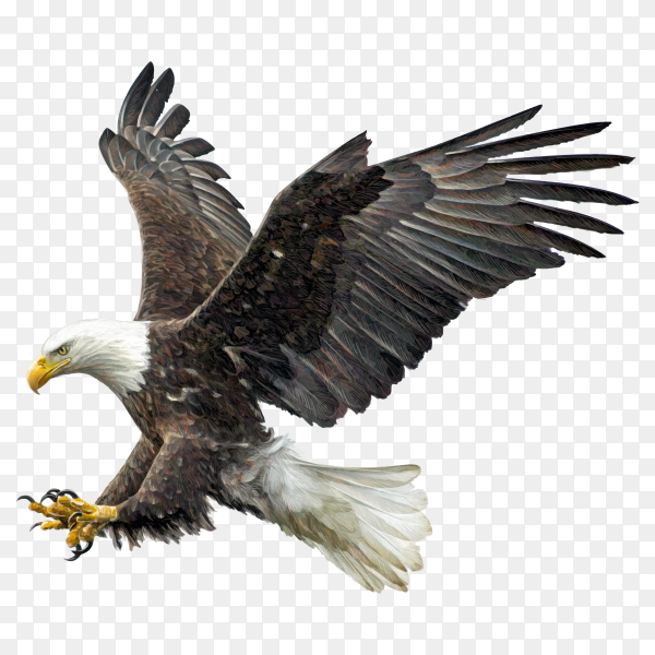 Detail Eagle Transparent Background Nomer 17