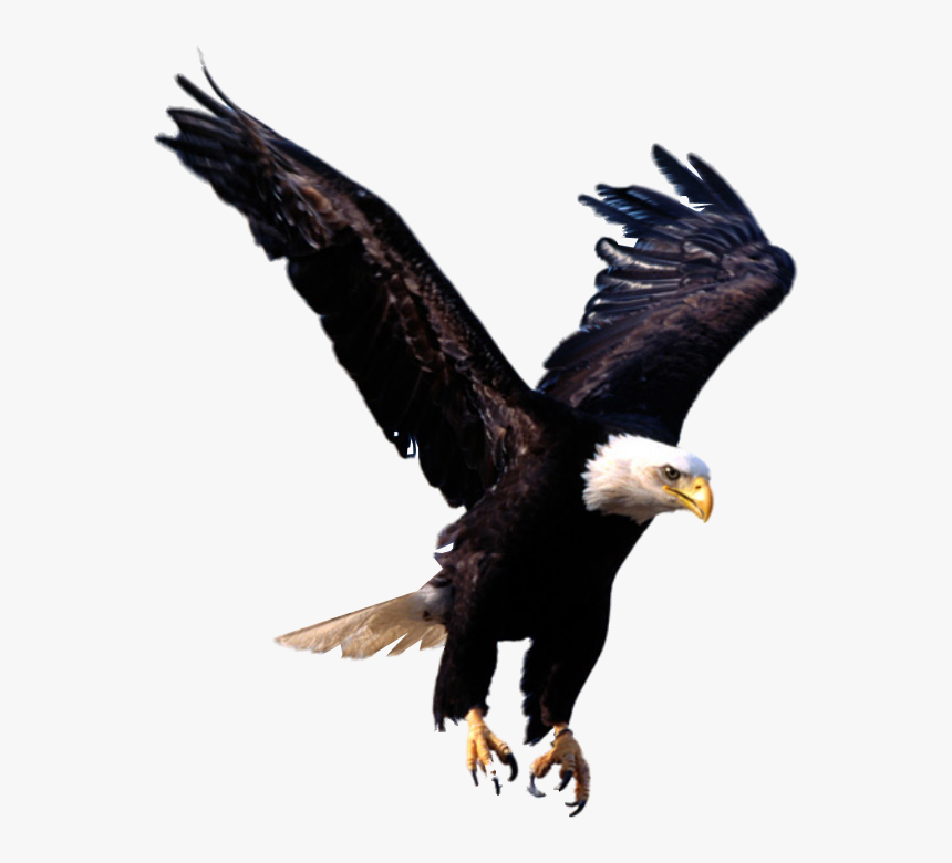 Detail Eagle Transparent Background Nomer 18