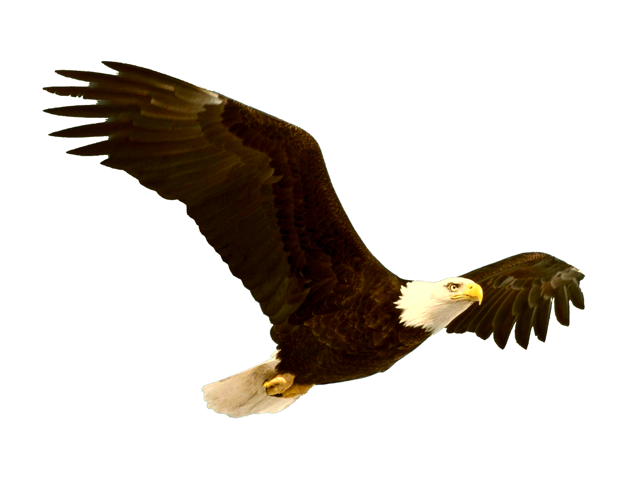 Detail Eagle Transparent Background Nomer 19