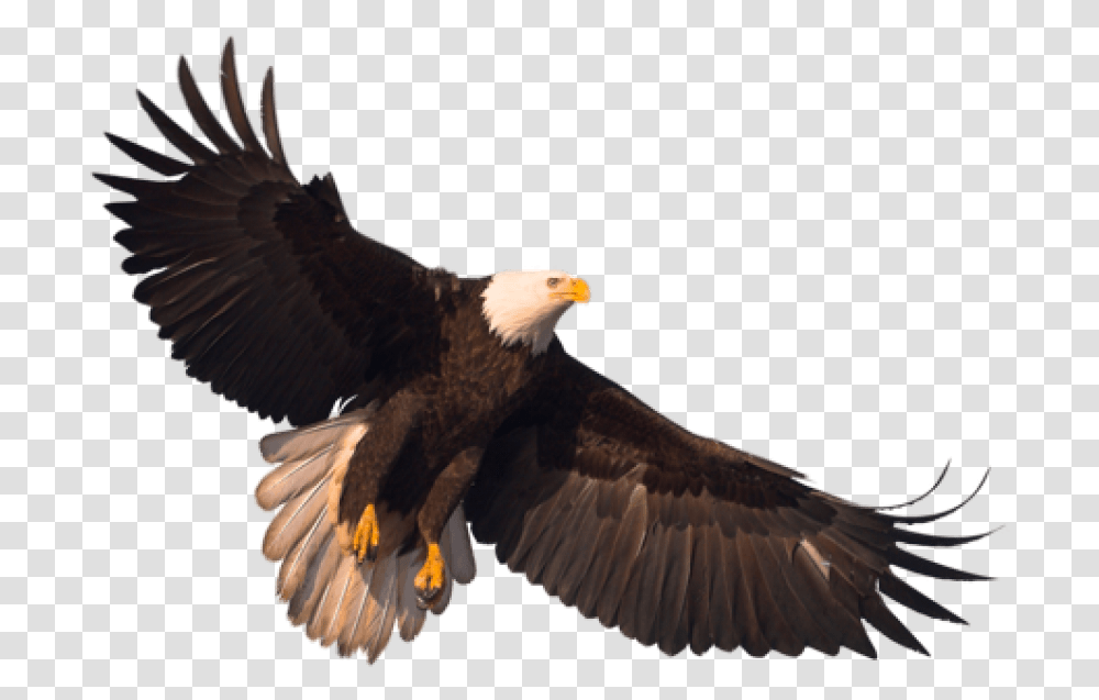 Detail Eagle Transparent Background Nomer 21