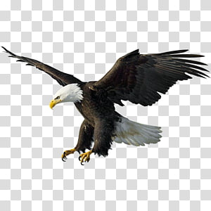 Detail Eagle Transparent Background Nomer 25