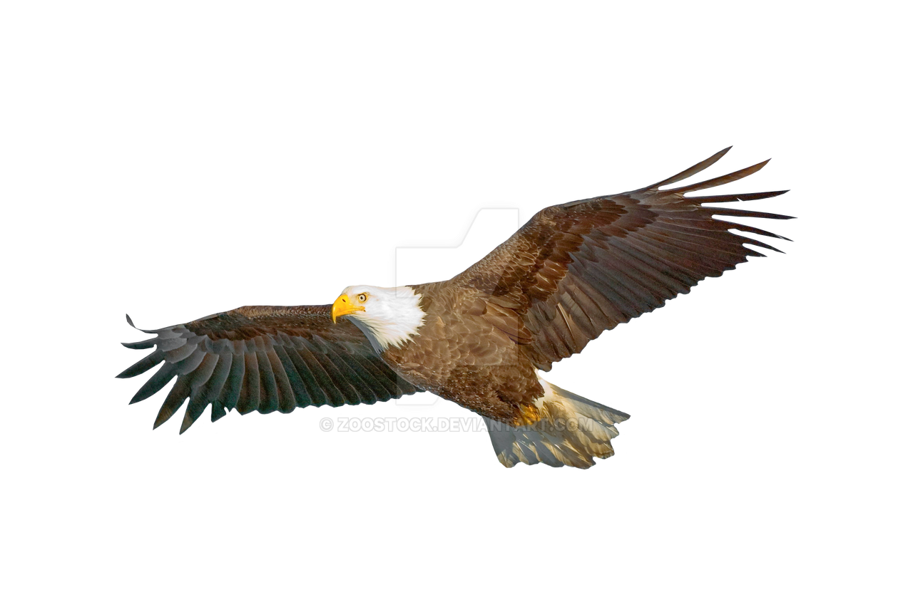 Detail Eagle Transparent Background Nomer 26