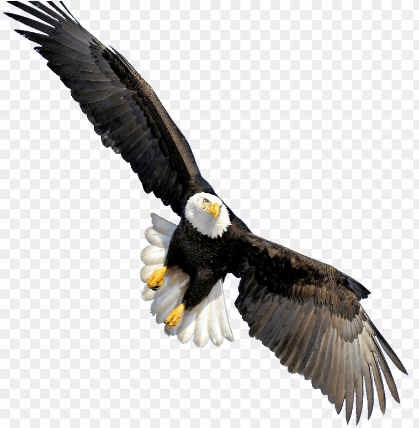 Detail Eagle Transparent Background Nomer 3