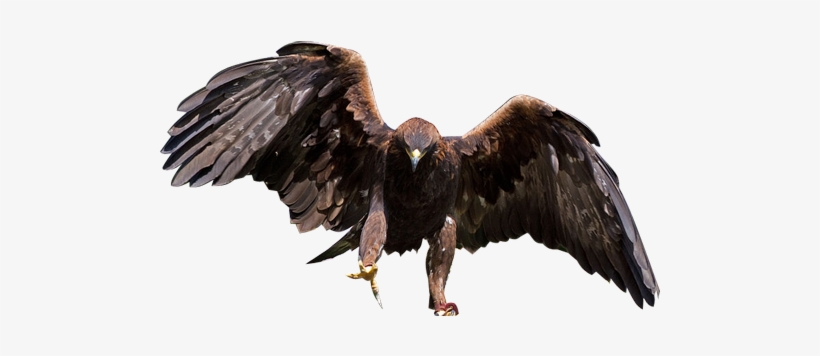 Detail Eagle Transparent Background Nomer 33