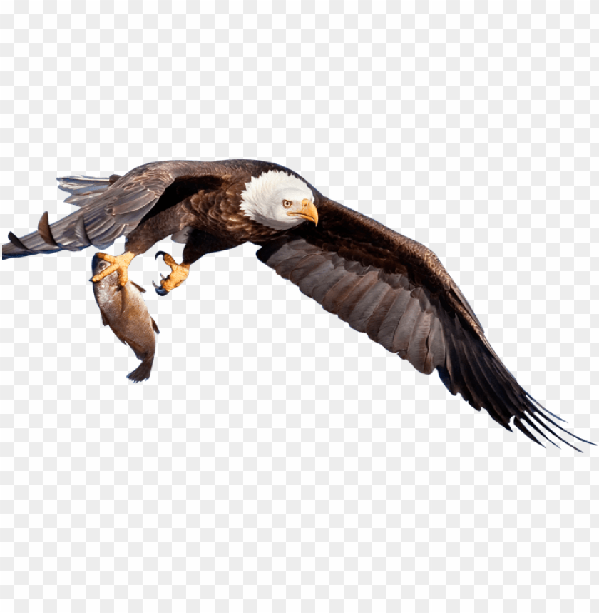 Detail Eagle Transparent Background Nomer 40