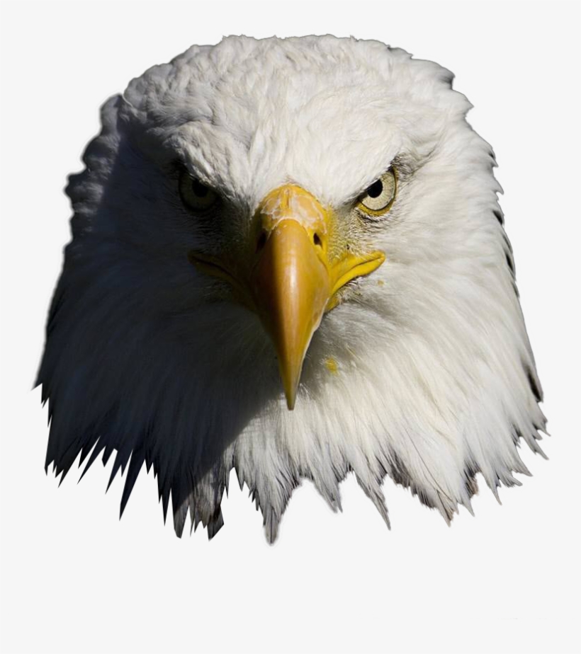 Detail Eagle Transparent Background Nomer 41