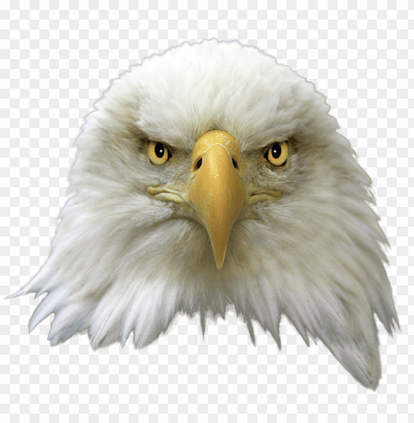 Detail Eagle Transparent Background Nomer 43