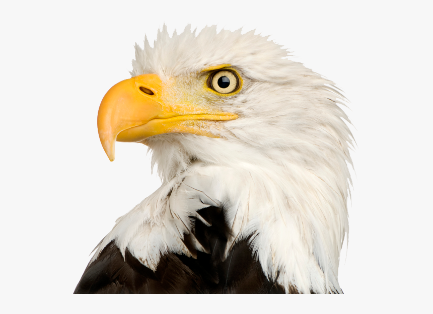 Detail Eagle Transparent Background Nomer 44