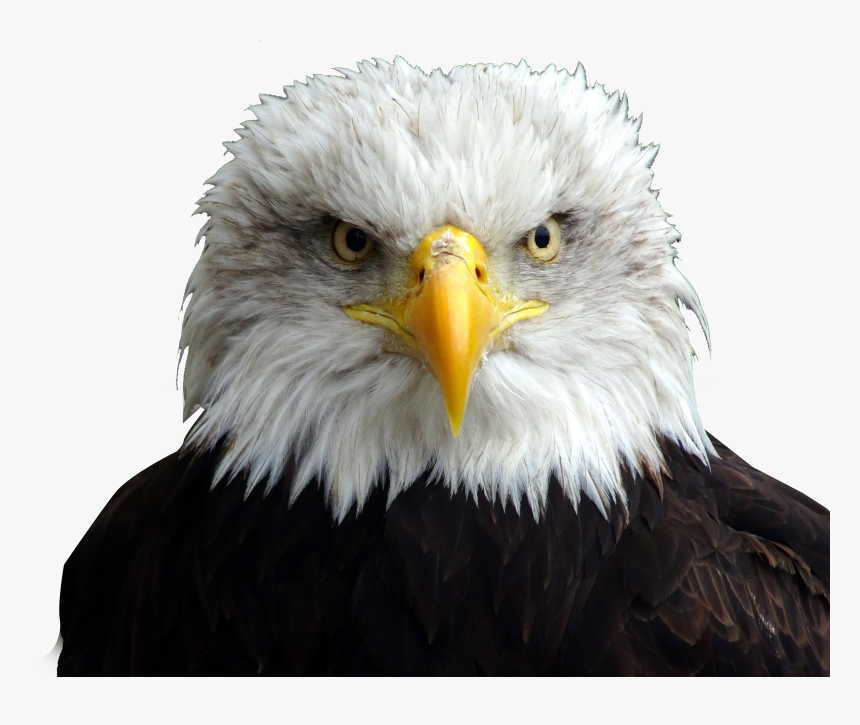 Detail Eagle Transparent Background Nomer 48