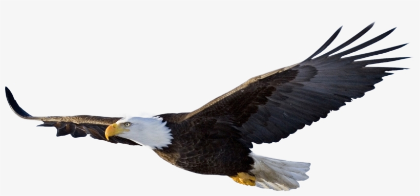 Detail Eagle Transparent Background Nomer 9