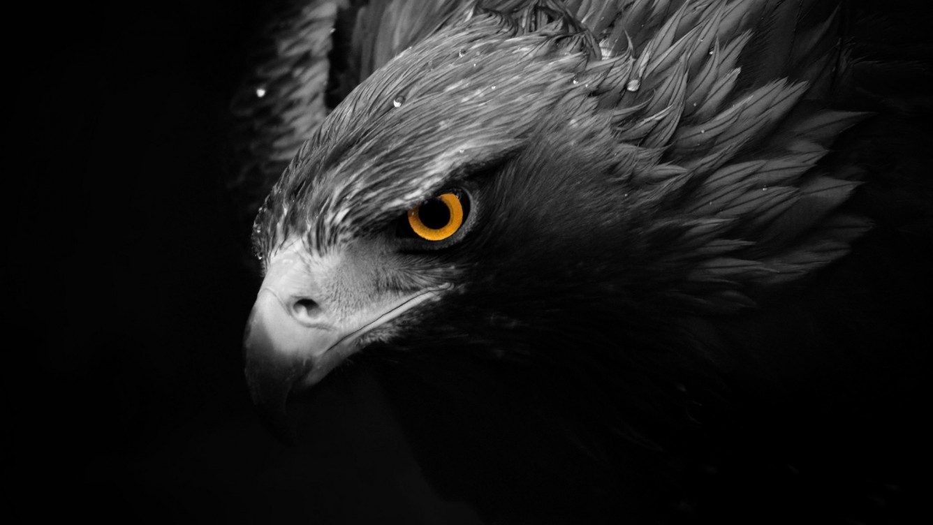 Detail Eagle Wallpaper 3d Nomer 20