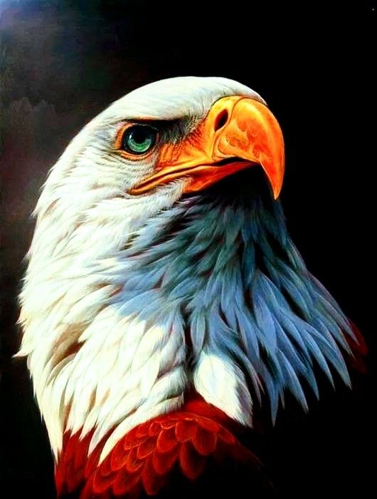 Detail Eagle Wallpaper 3d Nomer 27