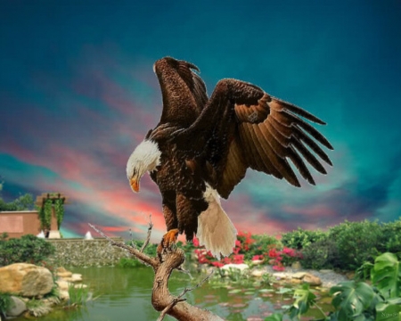 Detail Eagle Wallpaper 3d Nomer 35