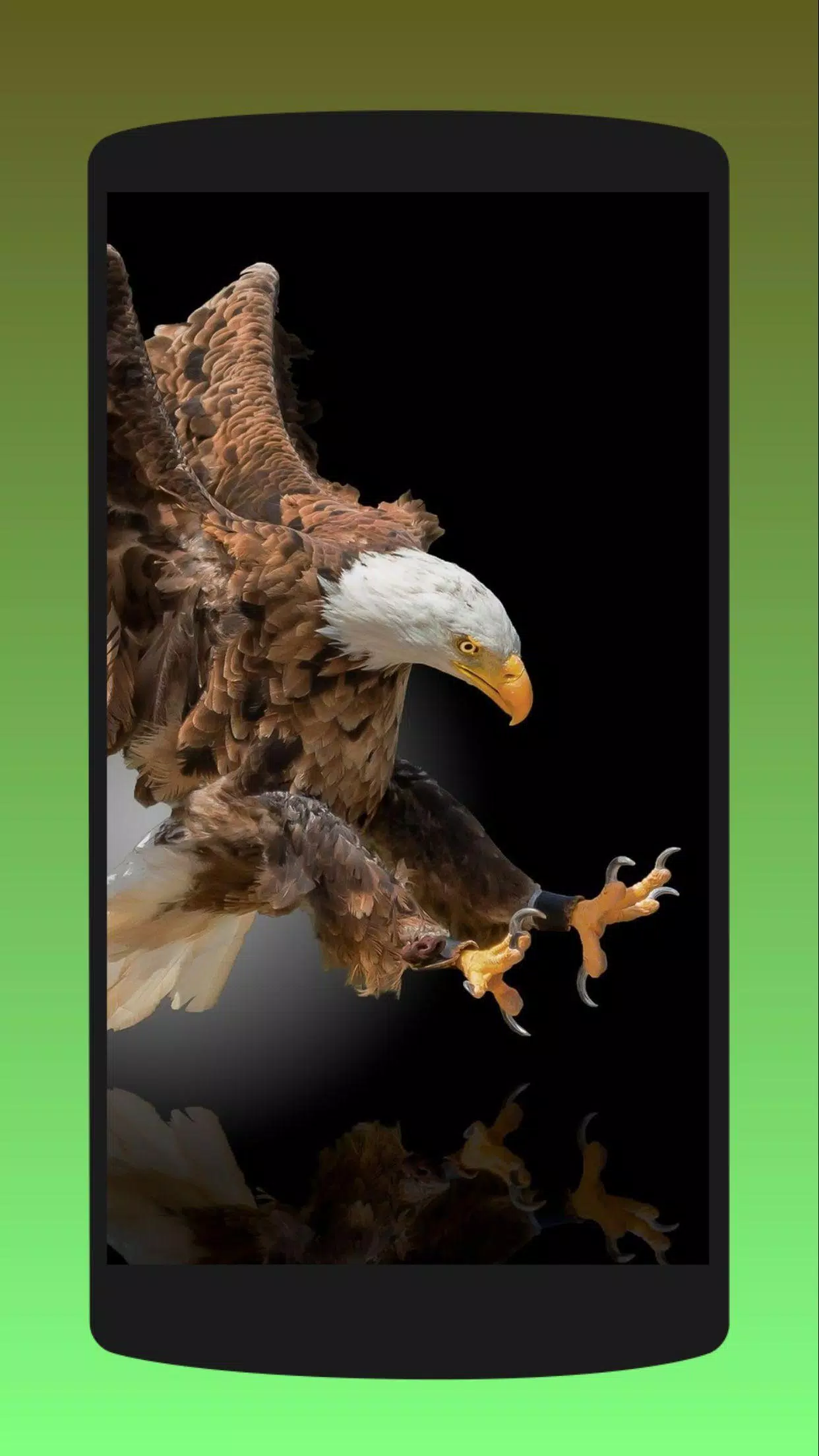 Detail Eagle Wallpaper 3d Nomer 37