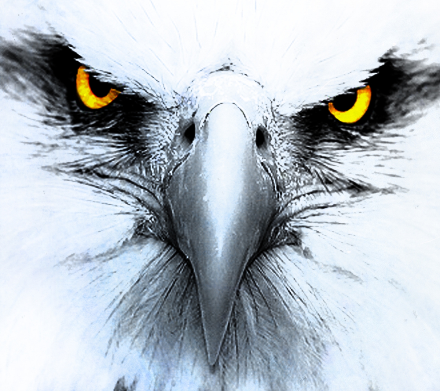 Detail Eagle Wallpaper 3d Nomer 39