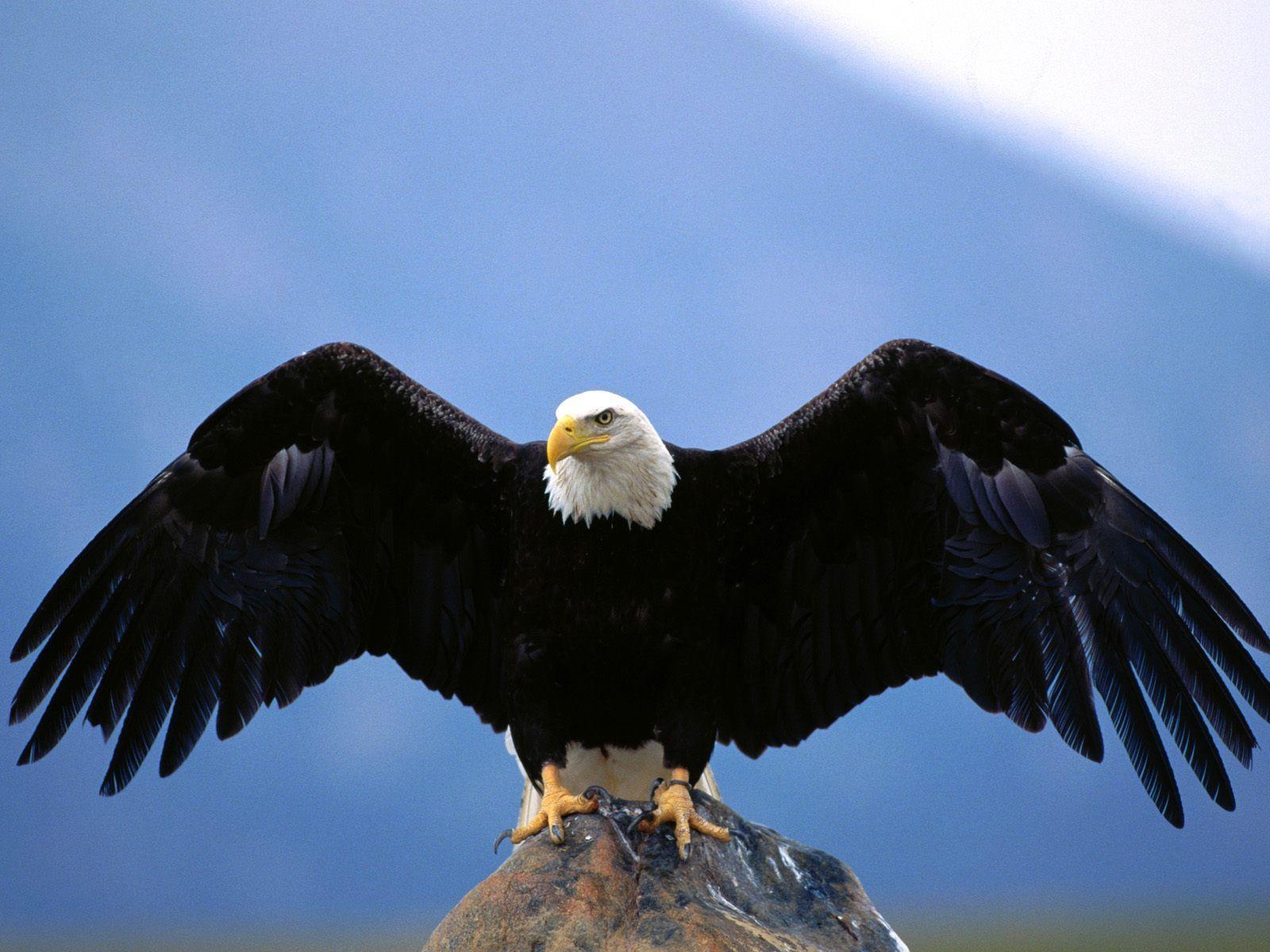 Detail Eagle Wallpaper 3d Nomer 9