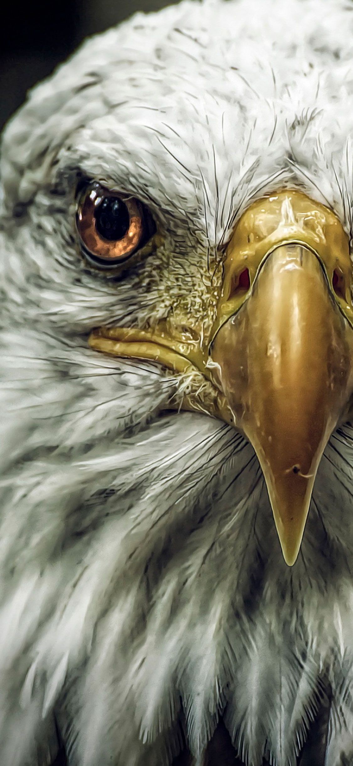 Detail Eagle Wallpaper Hd Nomer 12