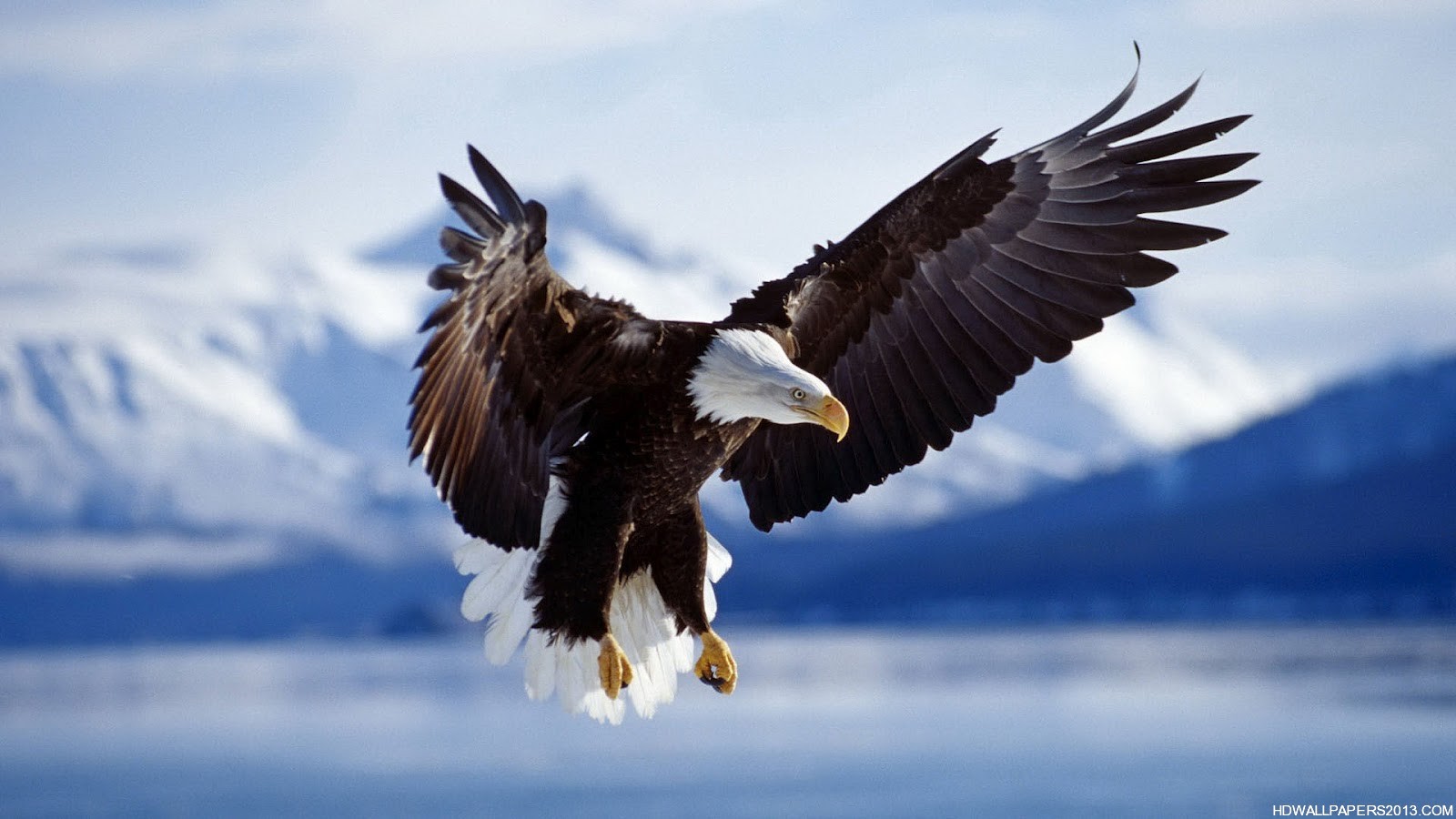 Detail Eagle Wallpaper Hd Nomer 28