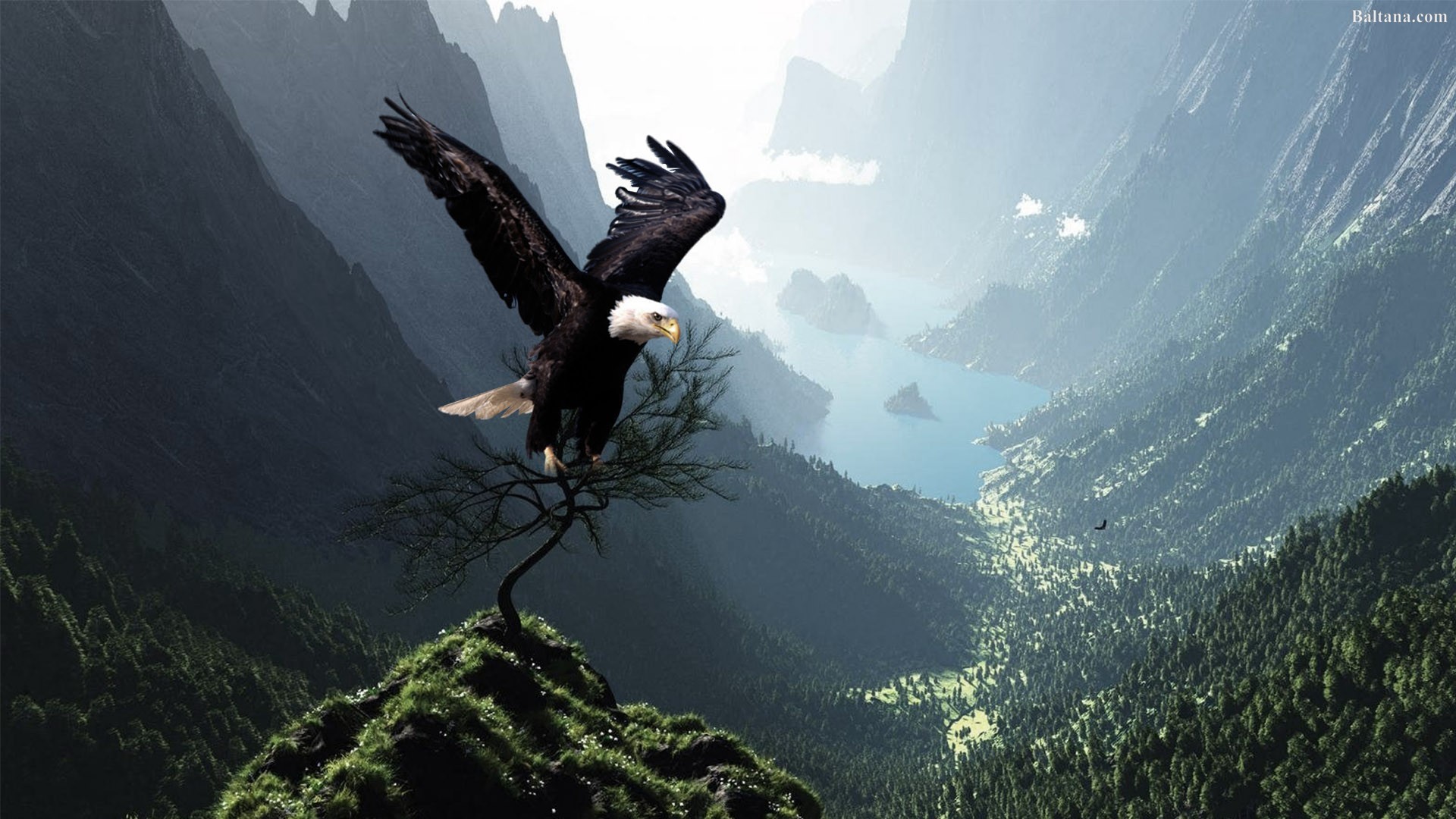 Detail Eagle Wallpaper Hd Nomer 36