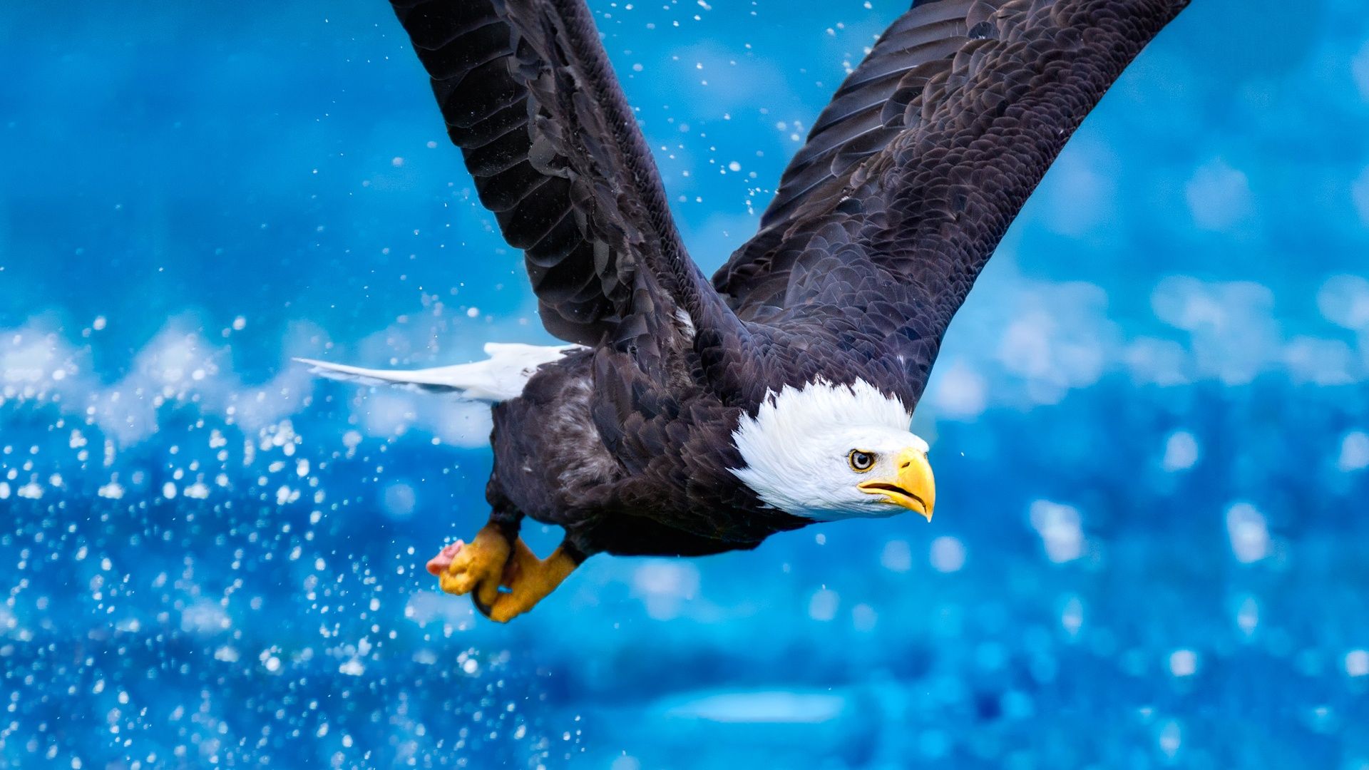 Detail Eagle Wallpaper Hd Nomer 45