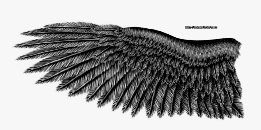 Detail Eagle Wings Png Nomer 12