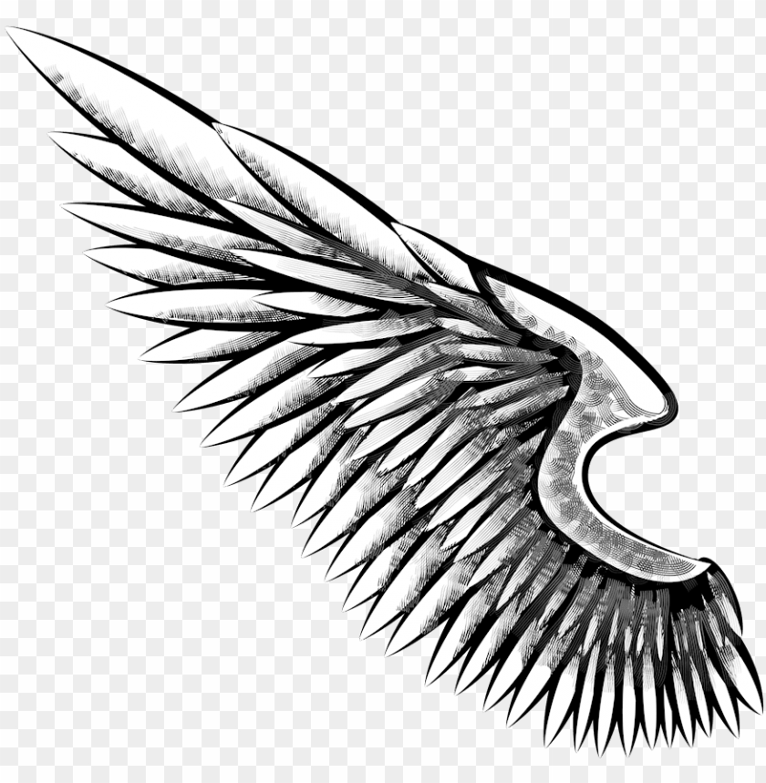 Detail Eagle Wings Png Nomer 16
