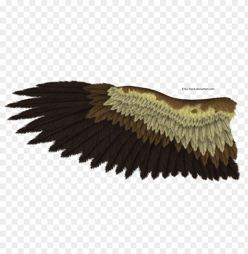 Detail Eagle Wings Png Nomer 8
