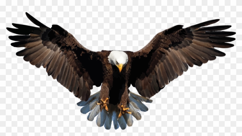 Eagle With Transparent Background - KibrisPDR