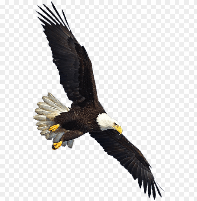 Detail Eagle With Transparent Background Nomer 12