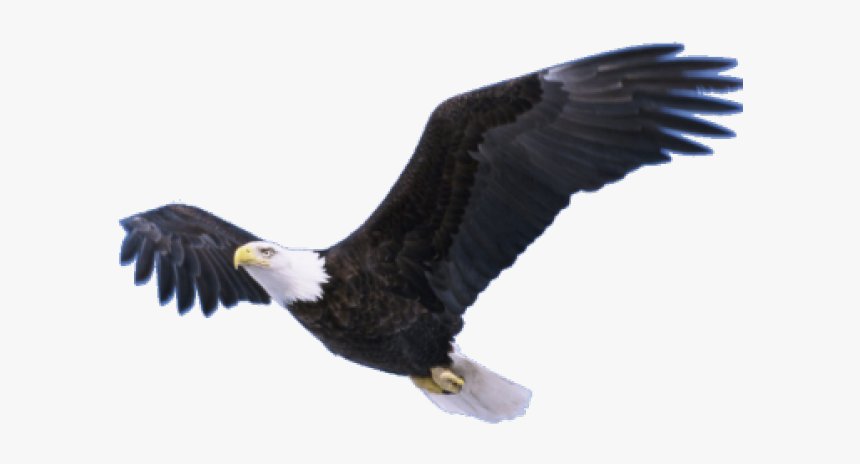 Detail Eagle With Transparent Background Nomer 13