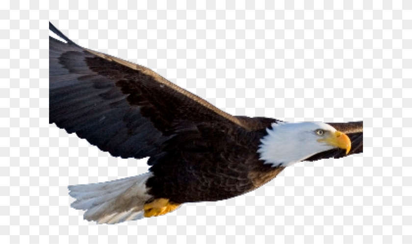 Detail Eagle With Transparent Background Nomer 20