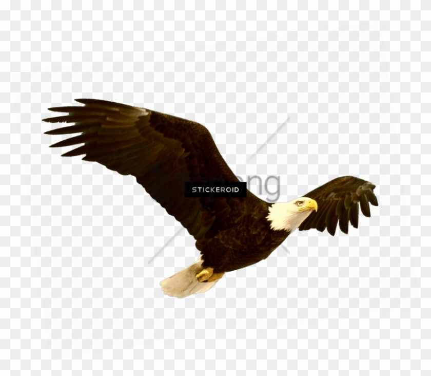 Detail Eagle With Transparent Background Nomer 25