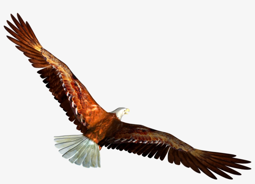 Detail Eagle With Transparent Background Nomer 55