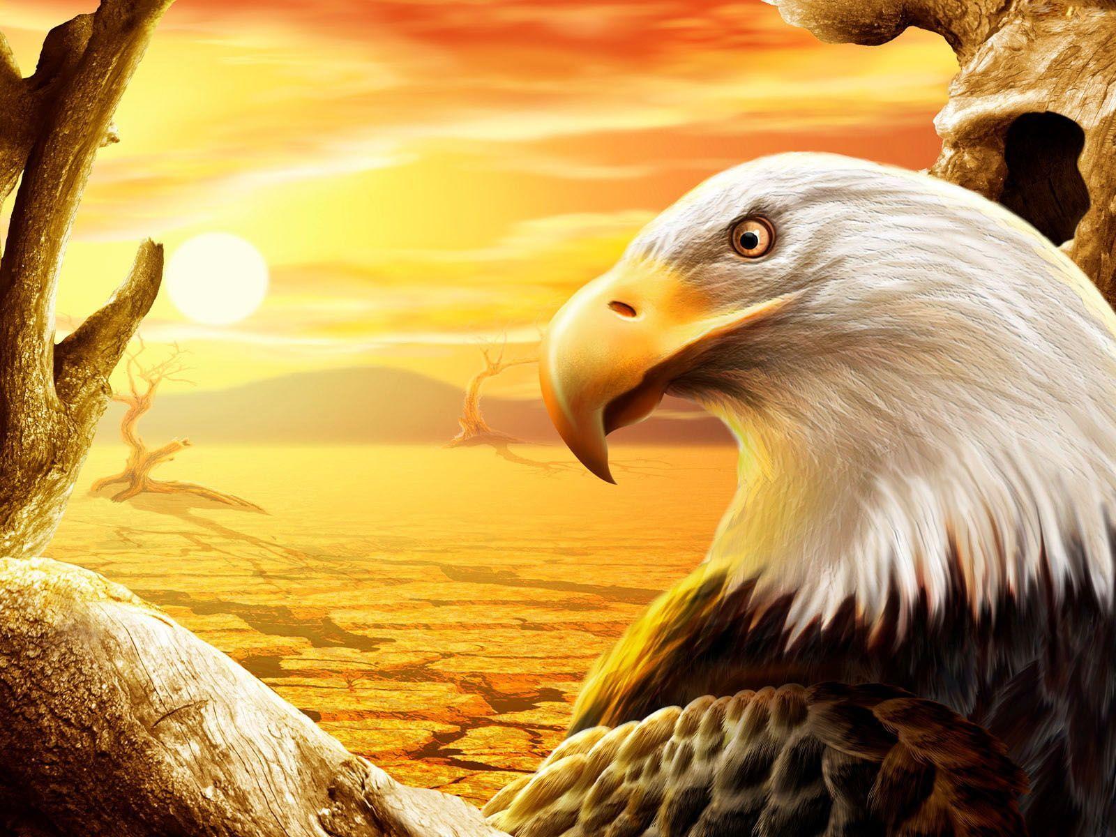 Detail Eagles Pictures Free Nomer 25