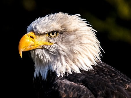 Detail Eagles Pictures Free Nomer 35