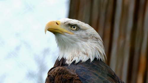 Detail Eagles Pictures Free Nomer 36