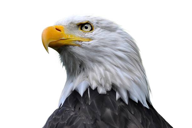 Detail Eagles Pictures Free Nomer 41