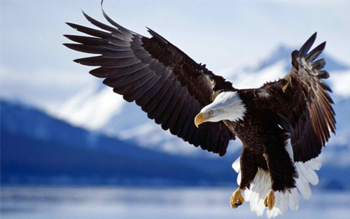 Detail Eagles Pictures Free Nomer 6