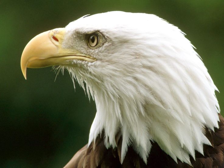 Detail Eagles Pictures Free Nomer 53