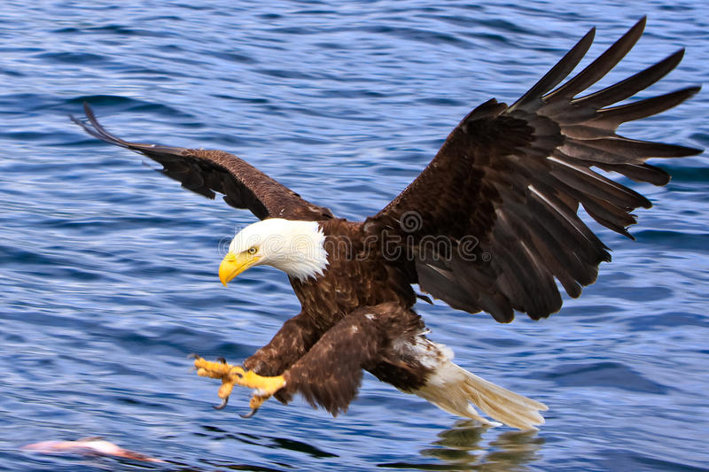 Detail Eagles Pictures Free Nomer 8