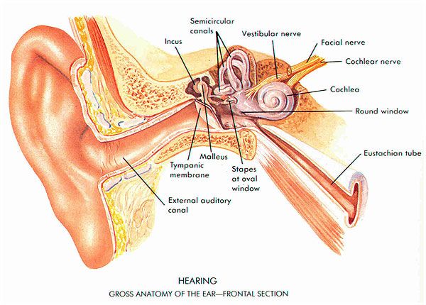 Detail Ear Candle Gambar Nomer 29