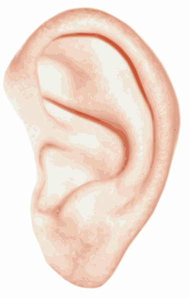 Detail Ear Clip Art Nomer 25